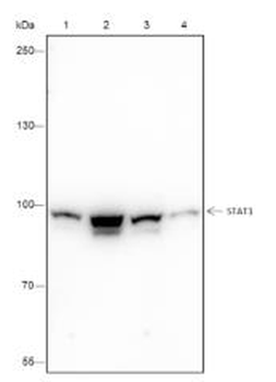 STAT1 Recombinant Rabbit Monoclonal Antibody