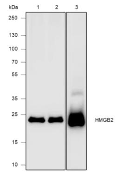 HMGB2 Recombinant Rabbit Monoclonal Antibody