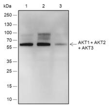 AKT1 / AKT2 / AKT3 Recombinant Rabbit Monoclonal Antibody