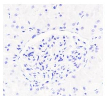 PAX5 Recombinant Rabbit Monoclonal Antibody