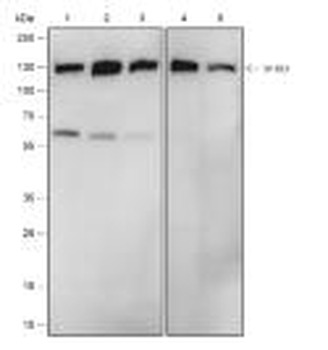 SF3B3 Recombinant Rabbit Monoclonal Antibody