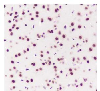 SF3B3 Recombinant Rabbit Monoclonal Antibody