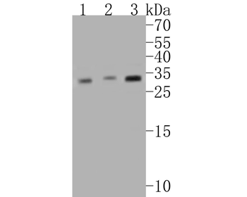 CHMP2B Recombinant Rabbit Monoclonal Antibody