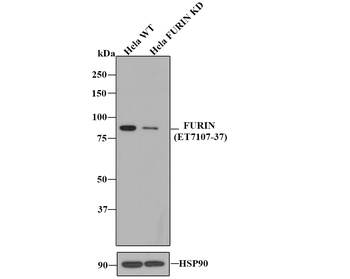 Furin Recombinant Rabbit Monoclonal Antibody