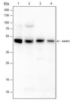 MMP3 Recombinant Rabbit Monoclonal Antibody