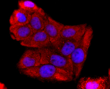 ABCG2 Recombinant Rabbit Monoclonal Antibody
