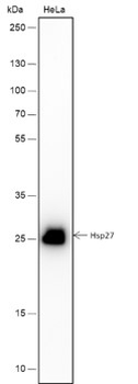 Hsp27 Recombinant Rabbit Monoclonal Antibody