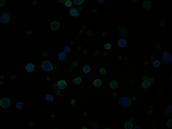 CD3D Recombinant Rabbit Monoclonal Antibody