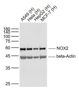 NOX2 antibody