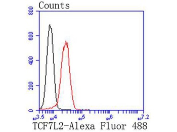 TCF7L2 antibody