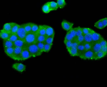NNOS Recombinant Rabbit Monoclonal Antibody