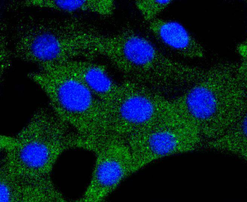 Hsp90 alpha Recombinant Rabbit Monoclonal Antibody