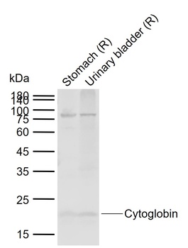 CYGB antibody