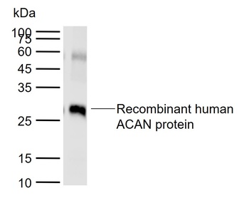 ACAN antibody
