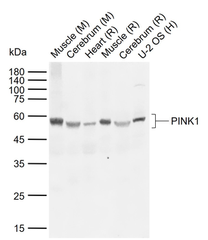 PINK1 Rabbit Polyclonal Antibody