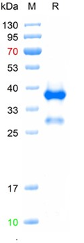 Recombinant rat Thy-1 protein, Gst & His