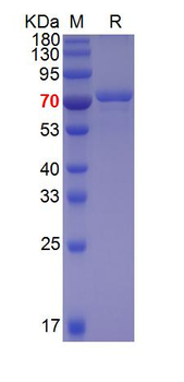 Recombinant EV71 polyprotein 3CD protein, His