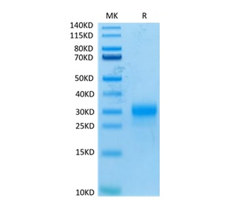 Recombinant human TSLP protein (R127A, R130A), C-His-Avi (HEK293)
