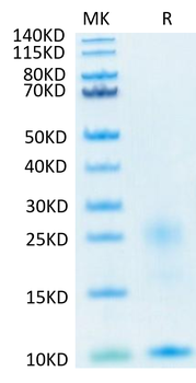 Recombinant human TSLP protein, C-His-Avi (HEK293)