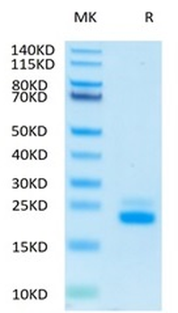 Recombinant human DR5 protein, C-His-Avi (HEK293)