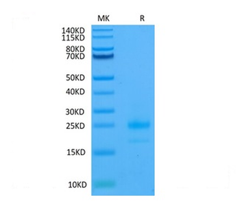 Recombinant human DR4 protein, C-His-Avi (HEK293)