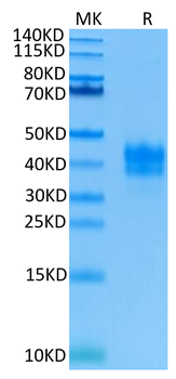 Recombinant human TNFRSF1A protein, C-His (HEK293)