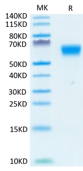 Recombinant human TGFBR2 protein, C-mFc-Avi (HEK293)