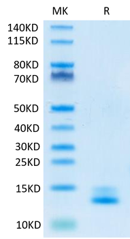 Recombinant human/mouse/rat TGF-Beta 3 protein (HEK293)