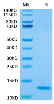 Recombinant human Mature TGF Beta 2 protein (HEK293)
