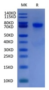 Recombinant human SIGLEC9 protein, C-His-Avi (HEK293)
