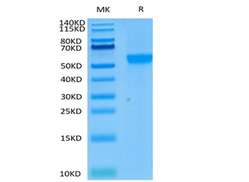 Recombinant human SIGLEC8 protein, C-His-Avi (HEK293)