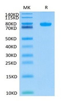 Recombinant human SIGLEC8 protein, C-hFc (HEK293)