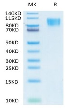 Recombinant human PDGF R Beta protein, C-His-Avi (HEK293)