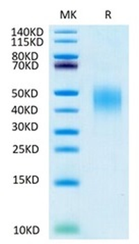 Recombinant human PDCD1LG2 protein, C-His-Avi (HEK293)