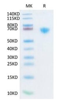 Recombinant human PD-1 protein, C-hFc-Avi (HEK293)