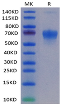 Recombinant Cyn. monkey PD-1 protein, C-hFc (HEK293)