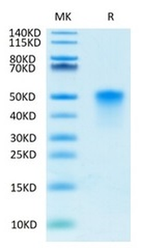 Recombinant human TNFRSF4 protein, C-His-Avi (HEK293)
