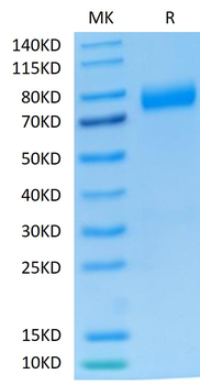 Recombinant human NKG2A & CD94 protein, C-mFc (HEK293)