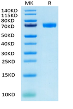 Recombinant human Mesothelin, C-hFc (HEK293)