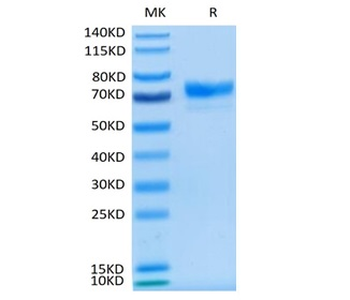 Recombinant Cyn. monkey Mesothelin / MSLN protein, C-hFc (HEK293)