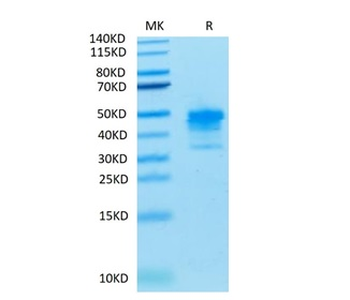 Recombinant Cyn. monkey Mesothelin / MSLN protein, C-His (HEK293)
