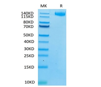 Recombinant human LIF R protein, C-hFc (HEK293)