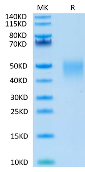 Recombinant human LIF protein (HEK293)