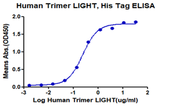 Recombinant human LIGHT (Trimer) protein, N-His-Flag (HEK293)