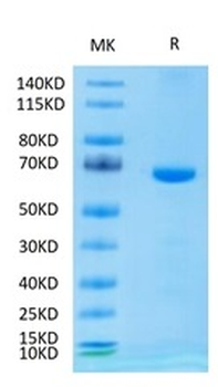 Recombinant mouse LAG3 protein, C-His (HEK293)
