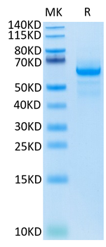 Recombinant human LAG3 protein, C-His (HEK293)