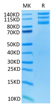 Recombinant human Lntegrin Alpha V Beta 3 (ITGAV & ITGB3) protein, C-His-Avi (HEK293)