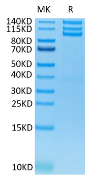 Recombinant human Lntegrin Alpha V Beta 3 (ITGAV & ITGB3) protein, C-His-Avi (HEK293)