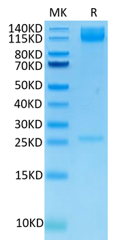 Recombinant human Lntegrin Alpha 5 Beta 1 (ITGA5 & ITGB1) protein, C-His-Avi (HEK293)
