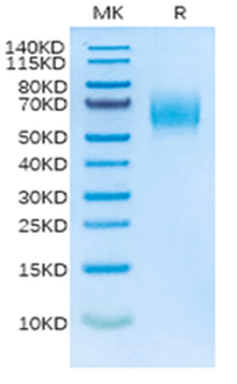 Recombinant human IL-13RA1 protein, C-His-Avi (HEK293)